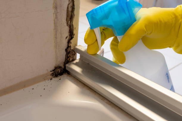 Best Attic Mold Removal  in Archbold, OH