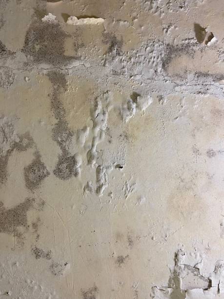 Best Certified Mold Removal  in Archbold, OH