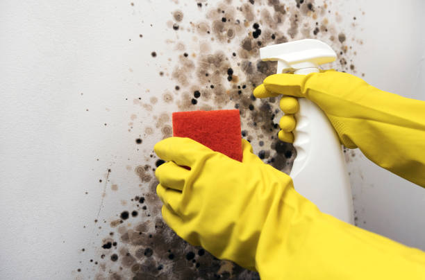 Best Local Mold Removal Service  in Archbold, OH