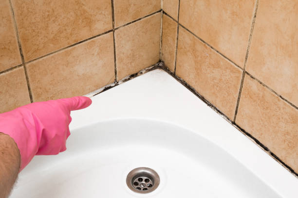 Best Local Mold Removal Service  in Archbold, OH